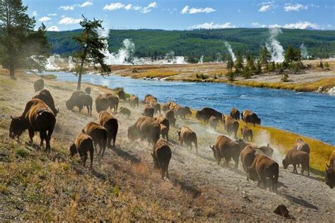 yellowstone park tours from jackson hole